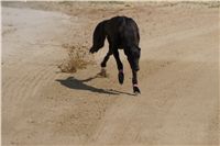 Third_Trial_Racing_2011_Ceska_greyhound_dostihova_federace_DSC02126.JPG