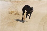 Third_Trial_Racing_2011_Ceska_greyhound_dostihova_federace_DSC02127.JPG