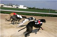 Third_Trial_Racing_2011_Ceska_greyhound_dostihova_federace_NQ1M7313.JPG