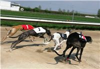 Third_Trial_Racing_2011_Ceska_greyhound_dostihova_federace_NQ1M7314.JPG