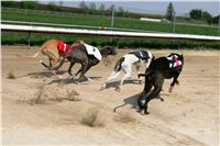 Third_Trial_Racing_2011_Ceska_greyhound_dostihova_federace_NQ1M7315.JPG