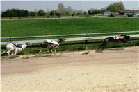 Third_Trial_Racing_2011_Ceska_greyhound_dostihova_federace_NQ1M7337.JPG