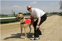 Third_Trial_Racing_2011_Ceska_greyhound_dostihova_federace_NQ1M7359.JPG