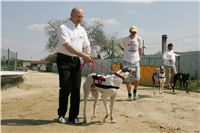 Third_Trial_Racing_2011_Ceska_greyhound_dostihova_federace_NQ1M7457.JPG