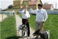 Third_Trial_Racing_2011_Ceska_greyhound_dostihova_federace_NQ1M7469.JPG