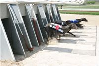 Third_Trial_Racing_2011_Ceska_greyhound_dostihova_federace_NQ1M7533.JPG