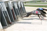 Third_Trial_Racing_2011_Ceska_greyhound_dostihova_federace_NQ1M7534.JPG