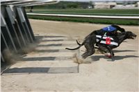 Third_Trial_Racing_2011_Ceska_greyhound_dostihova_federace_NQ1M7535.JPG