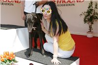 Third_Trial_Racing_2011_Ceska_greyhound_dostihova_federace_NQ1M7696.JPG