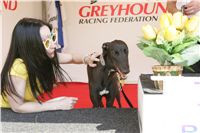 Third_Trial_Racing_2011_Ceska_greyhound_dostihova_federace_NQ1M7702.JPG