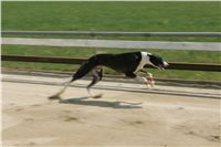 Third_Trial_Racing_2011_Ceska_greyhound_dostihova_federace_NQ1M7736.JPG