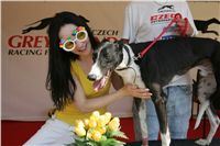 Third_Trial_Racing_2011_Ceska_greyhound_dostihova_federace_NQ1M7758.JPG