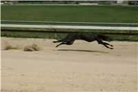 Third_Trial_Racing_2011_Ceska_greyhound_dostihova_federace_NQ1M7792.JPG