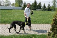 Third_Trial_Racing_2011_Ceska_greyhound_dostihova_federace_NQ1M7831.JPG