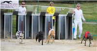 Chrti_dostihy_April_Cup_Ceska_greyhound_dostihova_federace_DSC02184.JPG