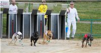 Chrti_dostihy_April_Cup_Ceska_greyhound_dostihova_federace_DSC02185.JPG