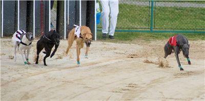 Chrti_dostihy_April_Cup_Ceska_greyhound_dostihova_federace_DSC02187.JPG