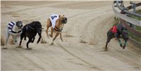 Chrti_dostihy_April_Cup_Ceska_greyhound_dostihova_federace_DSC02194.JPG