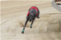 Chrti_dostihy_April_Cup_Ceska_greyhound_dostihova_federace_DSC02199.JPG