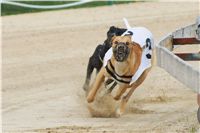 Chrti_dostihy_April_Cup_Ceska_greyhound_dostihova_federace_DSC02203.JPG