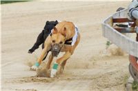 Chrti_dostihy_April_Cup_Ceska_greyhound_dostihova_federace_DSC02204.JPG