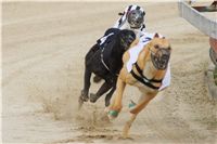 Chrti_dostihy_April_Cup_Ceska_greyhound_dostihova_federace_DSC02205.JPG