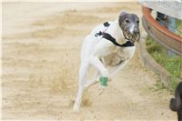 Chrti_dostihy_April_Cup_Ceska_greyhound_dostihova_federace_DSC02208.JPG