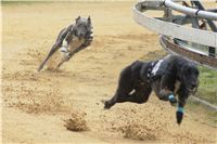 Chrti_dostihy_April_Cup_Ceska_greyhound_dostihova_federace_DSC02264.JPG