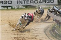 Chrti_dostihy_April_Cup_Ceska_greyhound_dostihova_federace_DSC02308.JPG