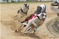 Chrti_dostihy_April_Cup_Ceska_greyhound_dostihova_federace_DSC02310.JPG