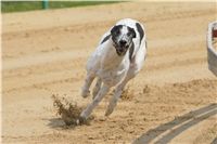 Chrti_dostihy_April_Cup_Ceska_greyhound_dostihova_federace_DSC02335.JPG