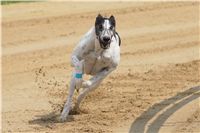 Chrti_dostihy_April_Cup_Ceska_greyhound_dostihova_federace_DSC02336.JPG