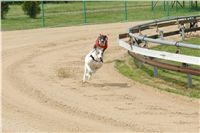 Chrti_dostihy_April_Cup_Ceska_greyhound_dostihova_federace_DSC07487.JPG