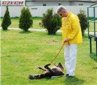 Chrti_dostihy_April_Cup_Ceska_greyhound_dostihova_federace_DSC07493.JPG