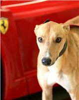 Lemon_Moet_Czech-greyhound_racing_federation.jpg