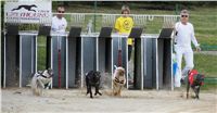 Chrti_dostihy_April_Cup_Ceska_greyhound_dostihova_federace_DSC02183.JPG