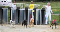 Chrti_dostihy_April_Cup_Ceska_greyhound_dostihova_federace_DSC02184.JPG