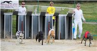 Chrti_dostihy_April_Cup_Ceska_greyhound_dostihova_federace_DSC02184.JPG