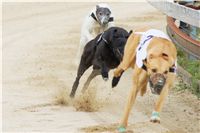 Chrti_dostihy_April_Cup_Ceska_greyhound_dostihova_federace_DSC02206.JPG