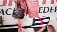 Chrti_dostihy_April_Cup_Ceska_greyhound_dostihova_federace_DSC02212.JPG