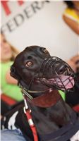 Chrti_dostihy_April_Cup_Ceska_greyhound_dostihova_federace_DSC02221.JPG