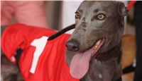 Chrti_dostihy_April_Cup_Ceska_greyhound_dostihova_federace_DSC02224.JPG