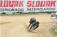 Chrti_dostihy_April_Cup_Ceska_greyhound_dostihova_federace_DSC02260.JPG