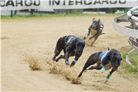 Chrti_dostihy_April_Cup_Ceska_greyhound_dostihova_federace_DSC02262.JPG