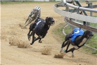 Chrti_dostihy_April_Cup_Ceska_greyhound_dostihova_federace_DSC02263.JPG