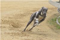 Chrti_dostihy_April_Cup_Ceska_greyhound_dostihova_federace_DSC02266.JPG