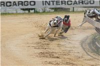 Chrti_dostihy_April_Cup_Ceska_greyhound_dostihova_federace_DSC02307.JPG