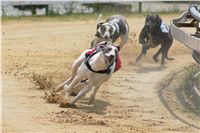 Chrti_dostihy_April_Cup_Ceska_greyhound_dostihova_federace_DSC02309.JPG