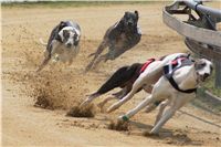 Chrti_dostihy_April_Cup_Ceska_greyhound_dostihova_federace_DSC02311.JPG