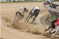 Chrti_dostihy_April_Cup_Ceska_greyhound_dostihova_federace_DSC02312.JPG